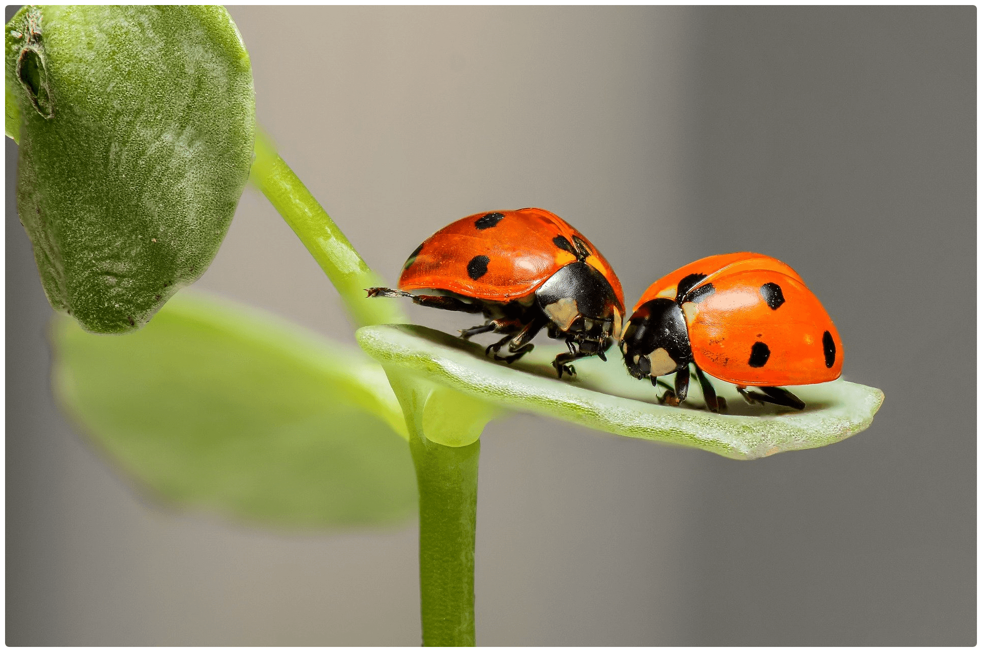 Two ladybirds on a leaf.
